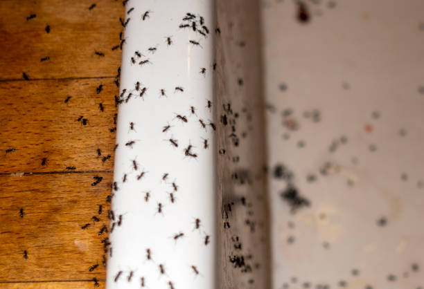 Best Wasp Removal Services  in Frankfort, KY