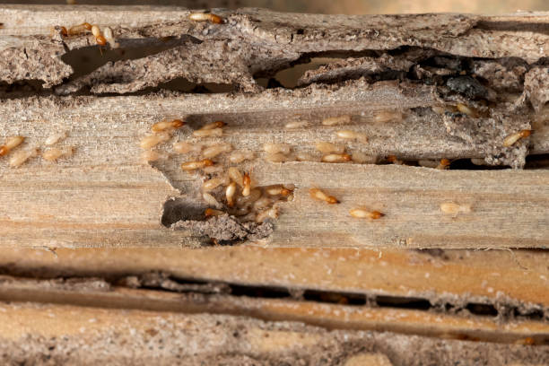 Pest Control Cost in Frankfort, KY